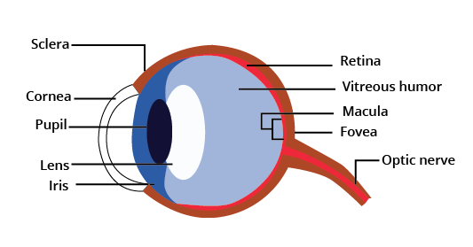 human eye and its parts