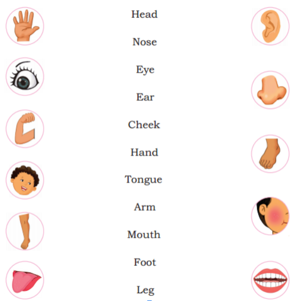 Match the parts of the body with their pictures