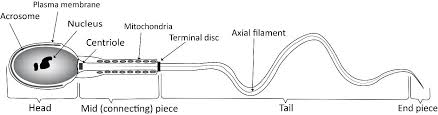 Sperm cell