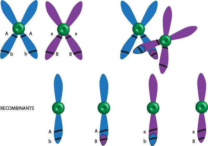 Chromosomal Theory of Inheritance