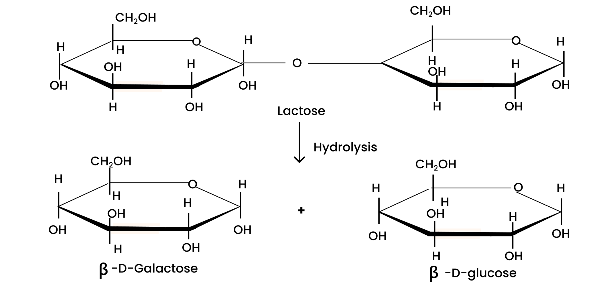 lactose