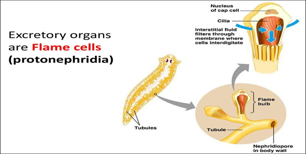 Excretory Organs of Flame Cells