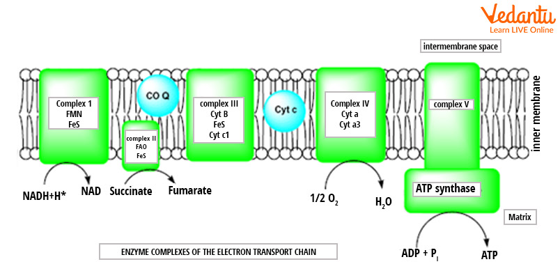 Enzyme complexes of the electron transport chain