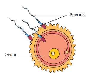 Fertilisation