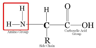 Amino Acids and Protein Structure