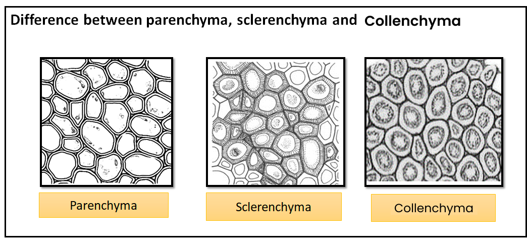 Difference between paranchyma, sclerenchyma, Collenchyma