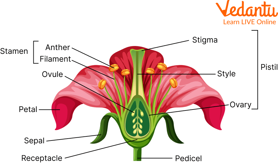 reproductive parts of a flower