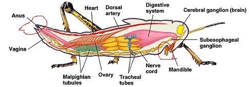 Digestive System of Arthropoda