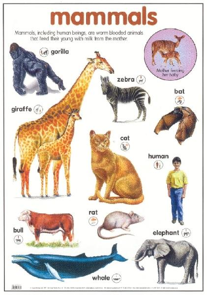 Mammals