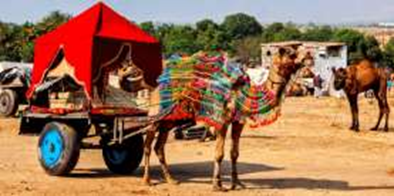 Camel-Cart