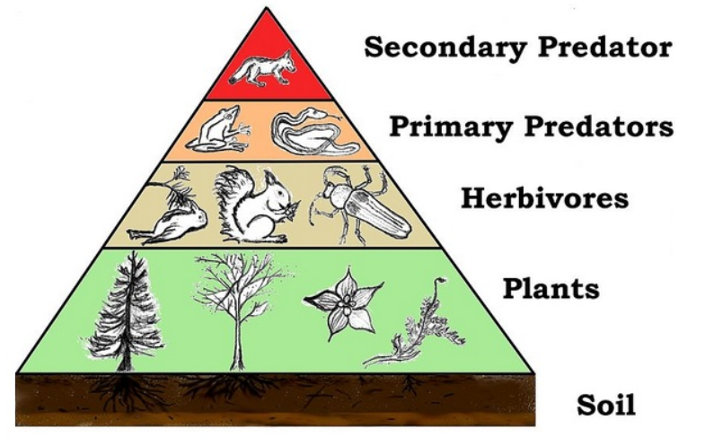 Trophic level