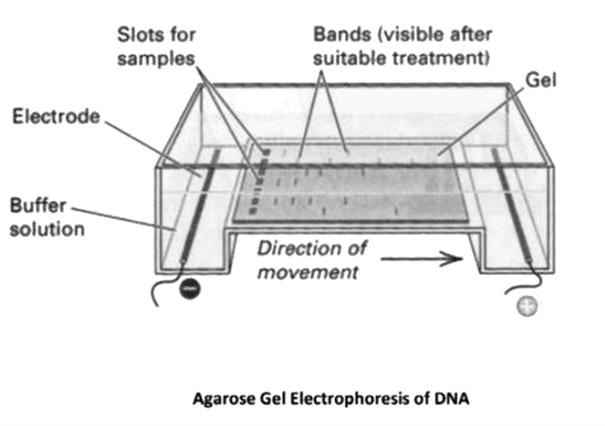 Agarose Gel Electrophoresis