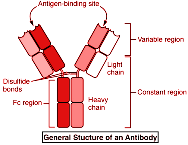 Structure of an Antibody