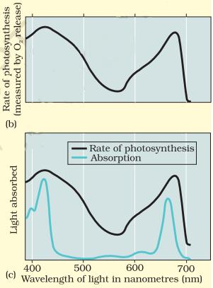 Action Spectrum