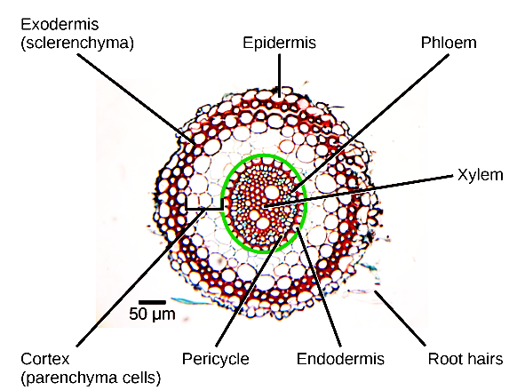 Monocot stem