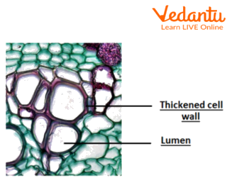 Sclerenchyma tissue