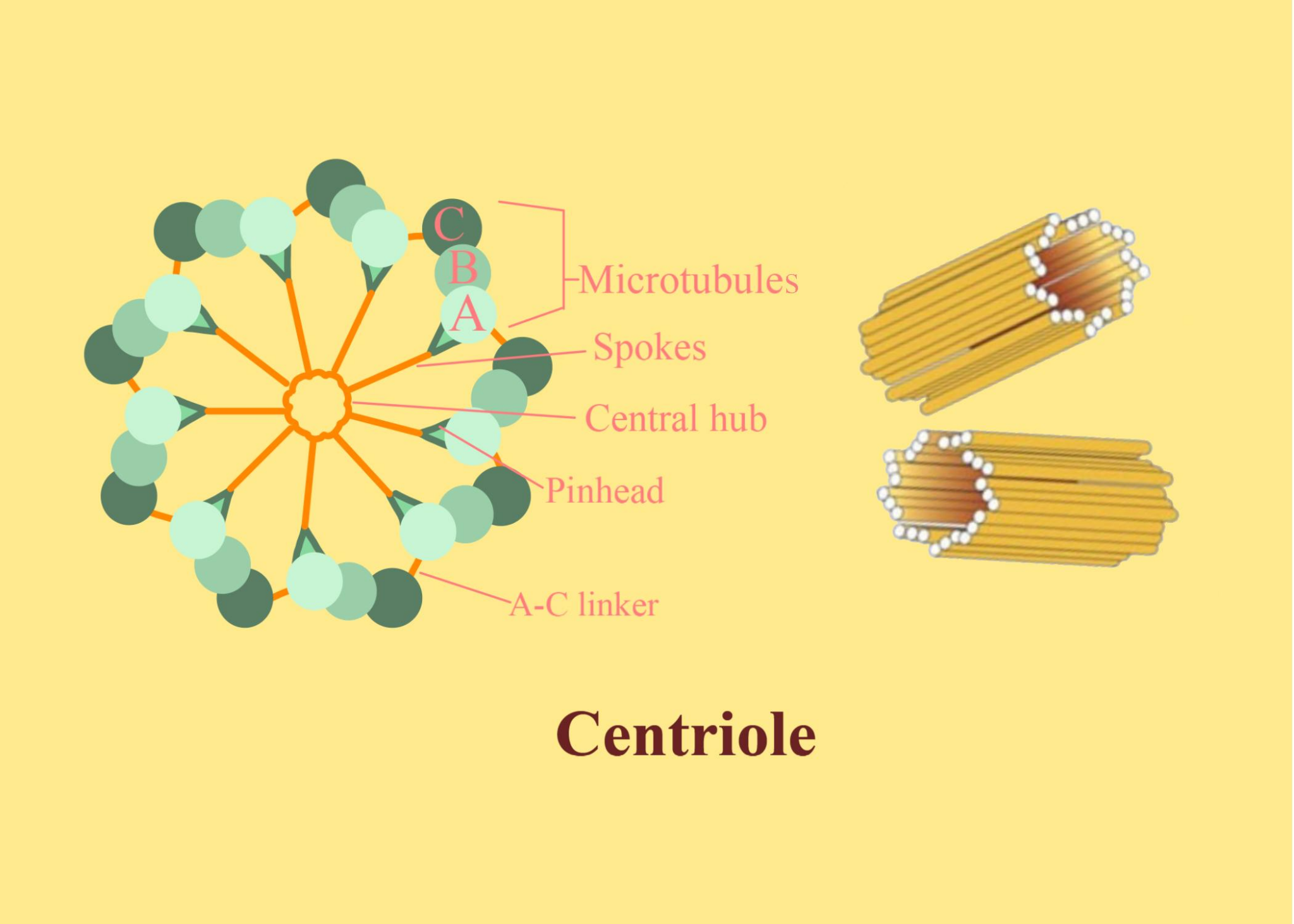 Centriole