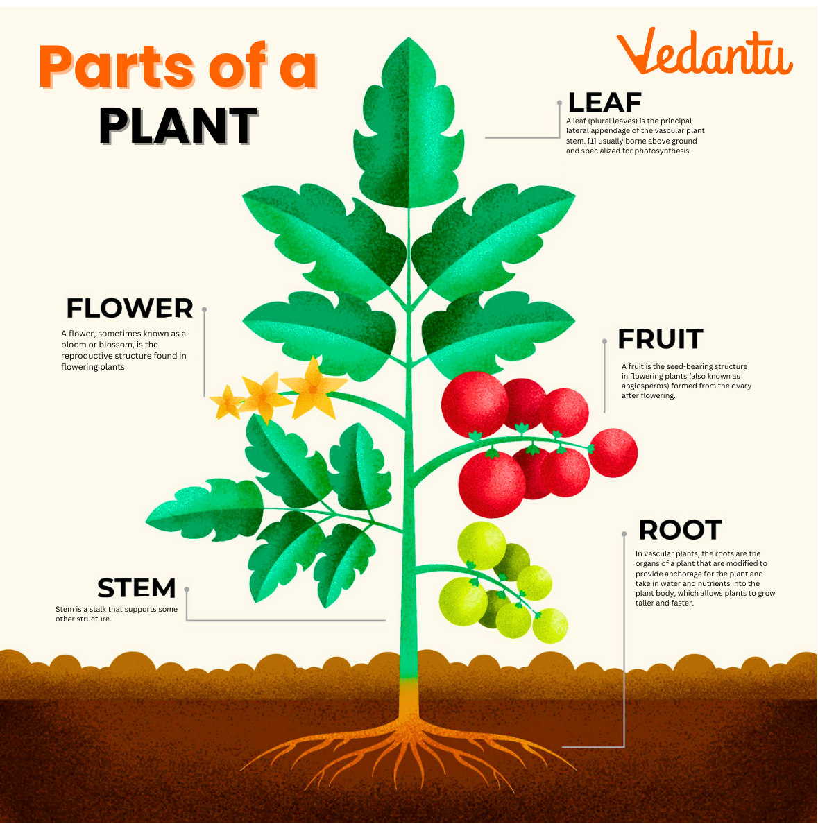 Diagram of a Plant