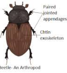 Phylum Arthropods