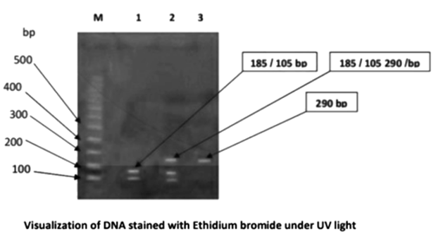 Visualization of DNA