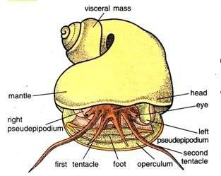 Body Part of Mollusca