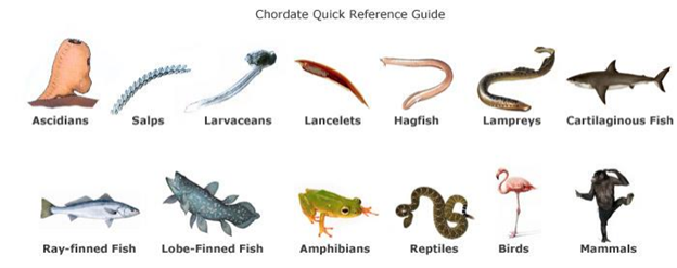 Differences between Chordata and Non-chordata