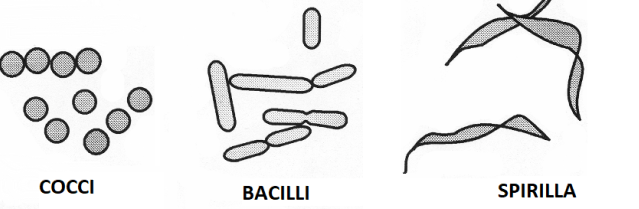 Morphology of Bacteria