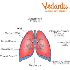 Human Lungs Diagram