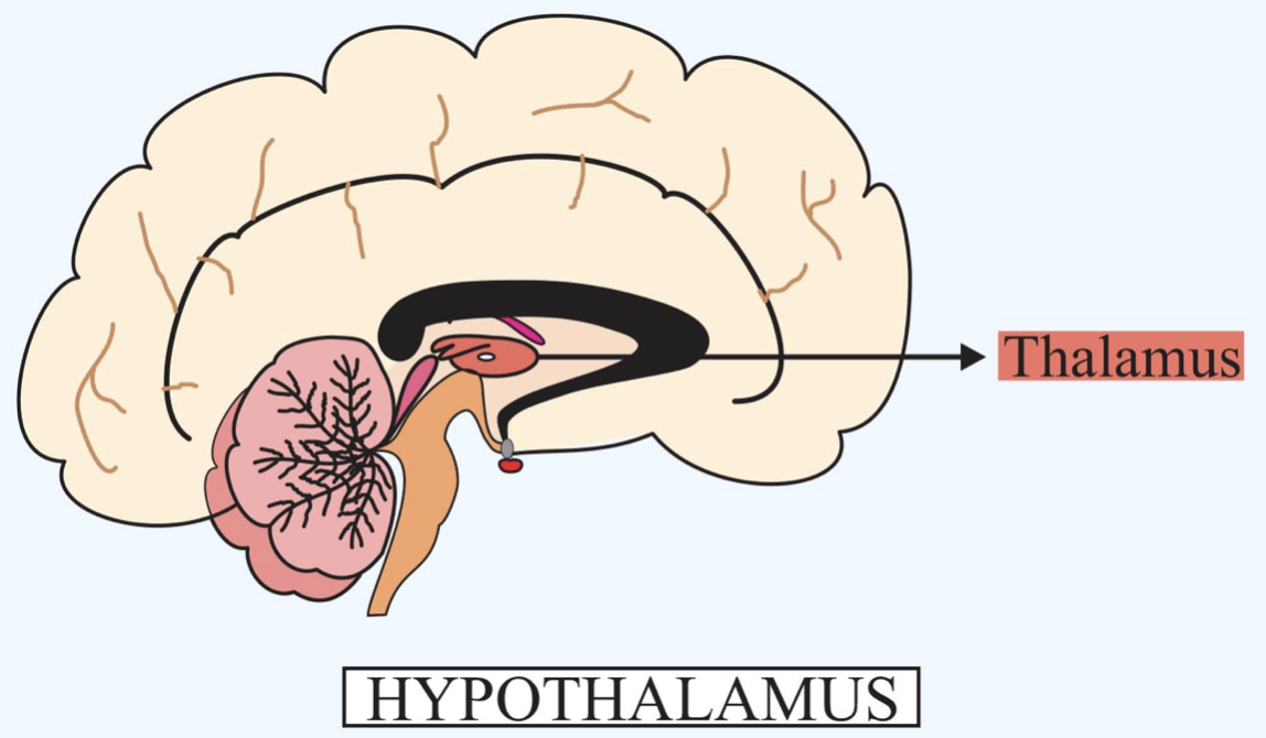 Hypothalamus