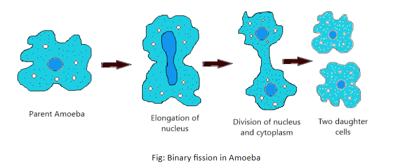 asexual reproduction in animals - binary fission in amoeba