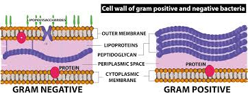 Differences Between Gram Positive and Gram Negative Bacteria