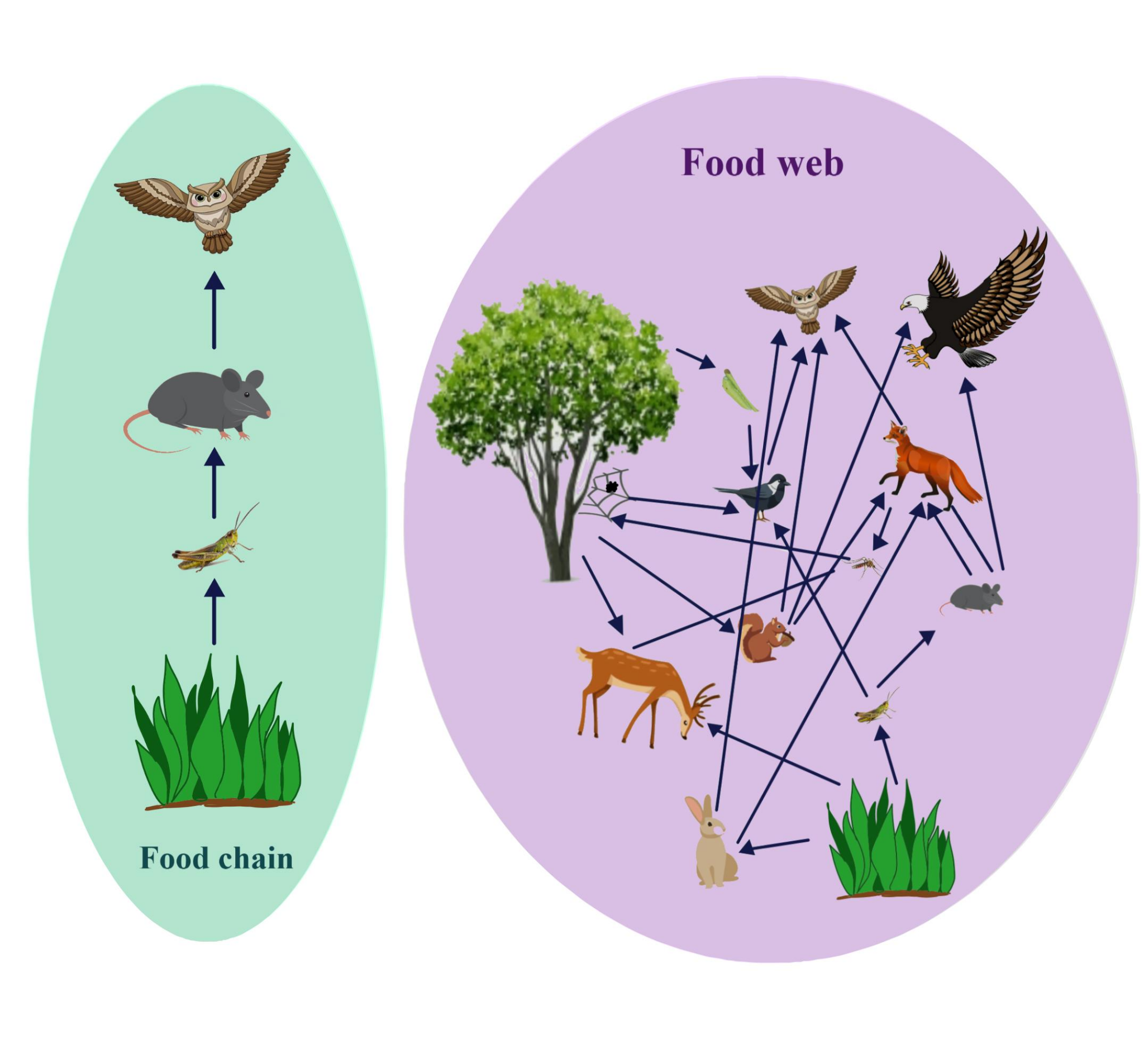 difference between the food chain and the food web