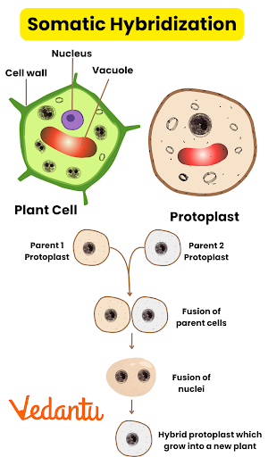 somatic hybridization