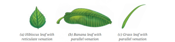 Reticulate Venation