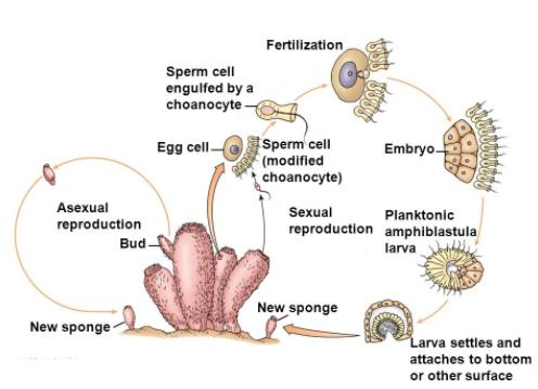 phylum Porifera diagram - cycle