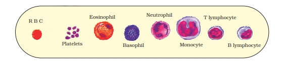 components of blood