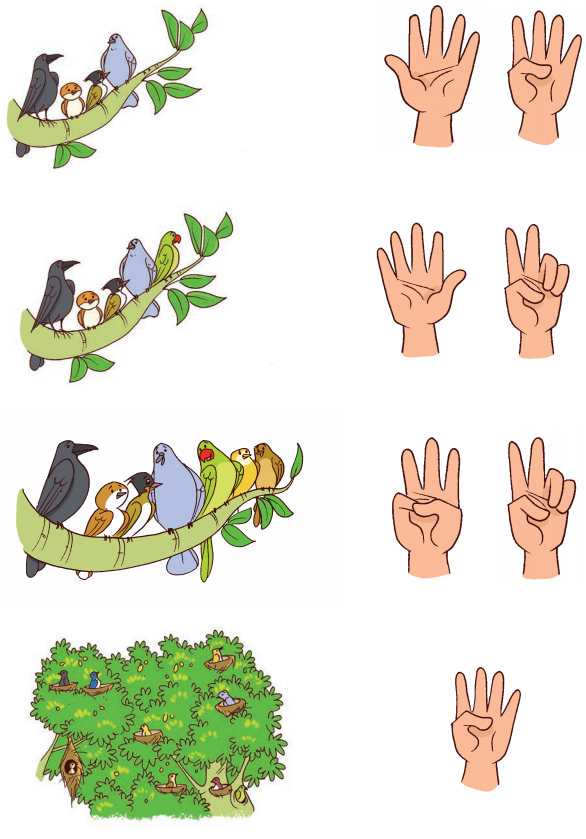 number of birds with the number of fingers