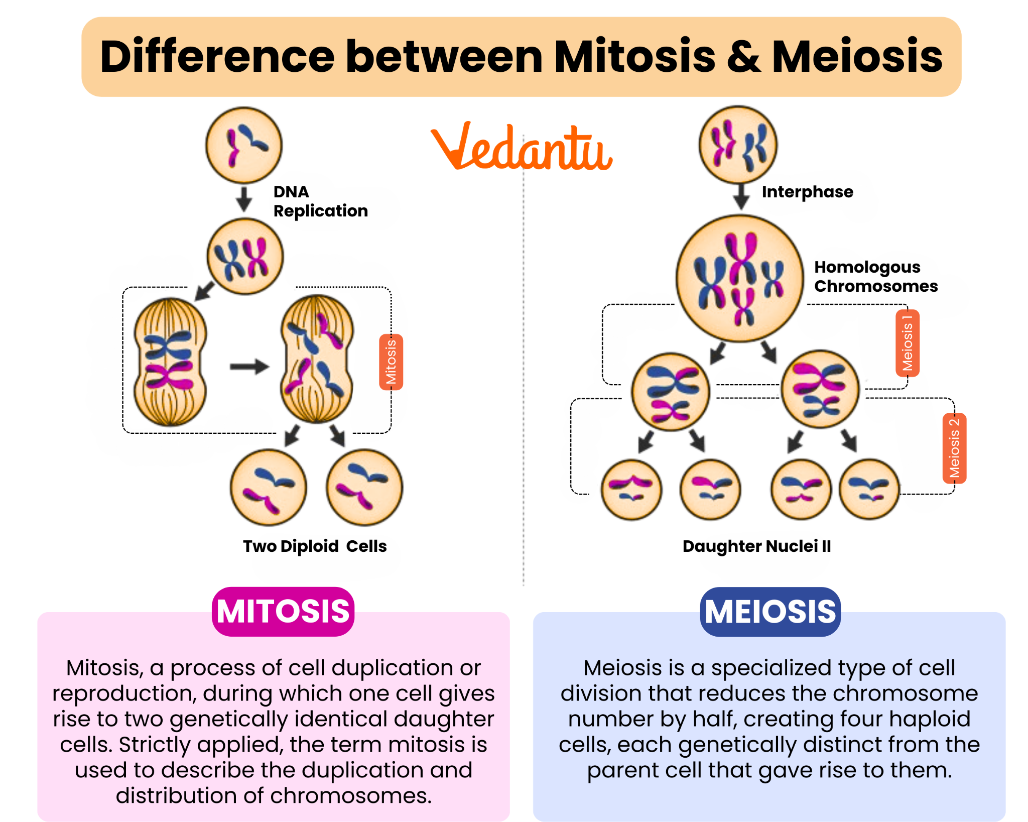 difference between mitosis and meiosis