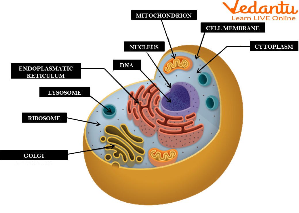 Definition of cell - NCI Dictionary of Cancer Terms - NCI