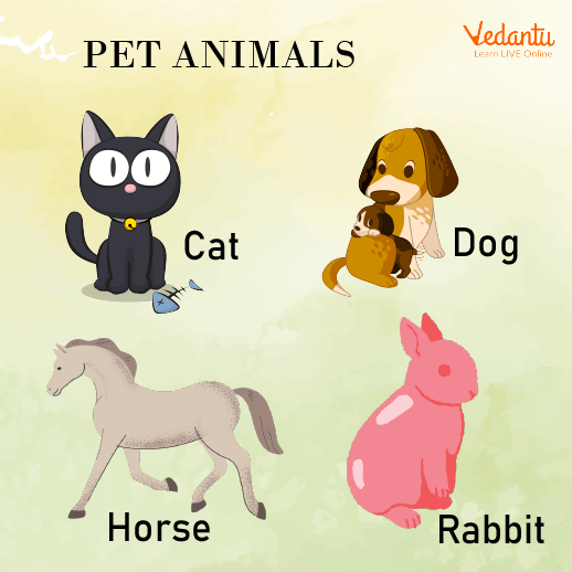 Animal Names Learn With Examples For Kids