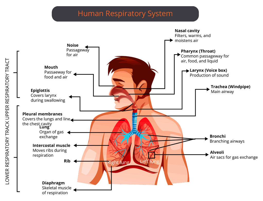 Respiratory System in Human-beings