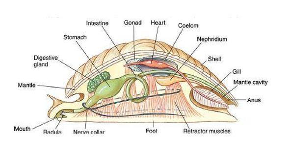 Excretory Organs of Mollusca