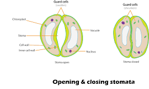 Opening and Closing Stromato