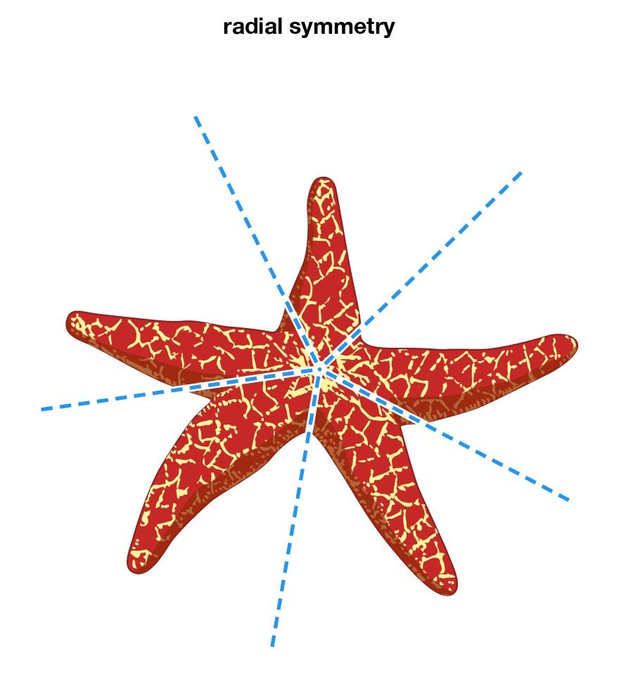 radial symmetry