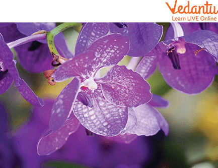 Vanda Orchid