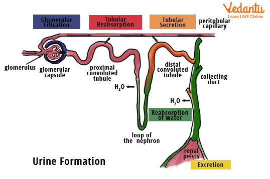 formation and composition of urine.