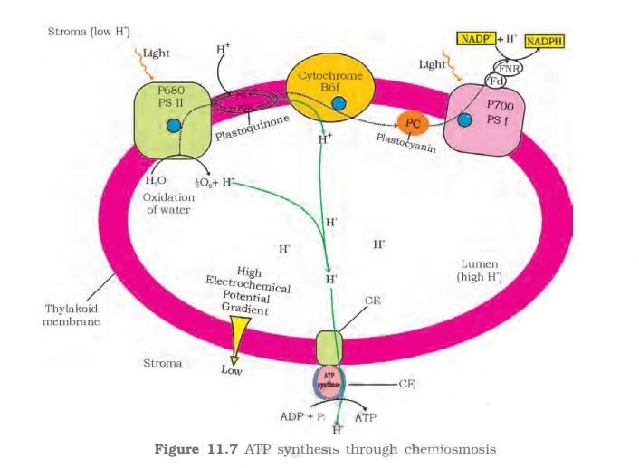 Chemiosmotic Hypothesis