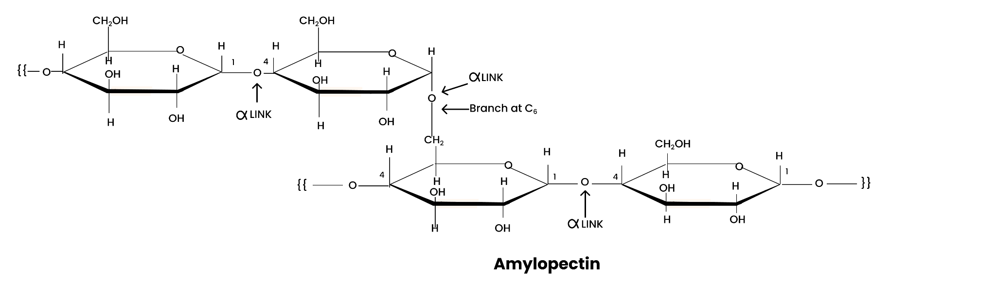 Amylopectin