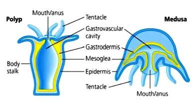 Digestive system of Phylum Coelenterata