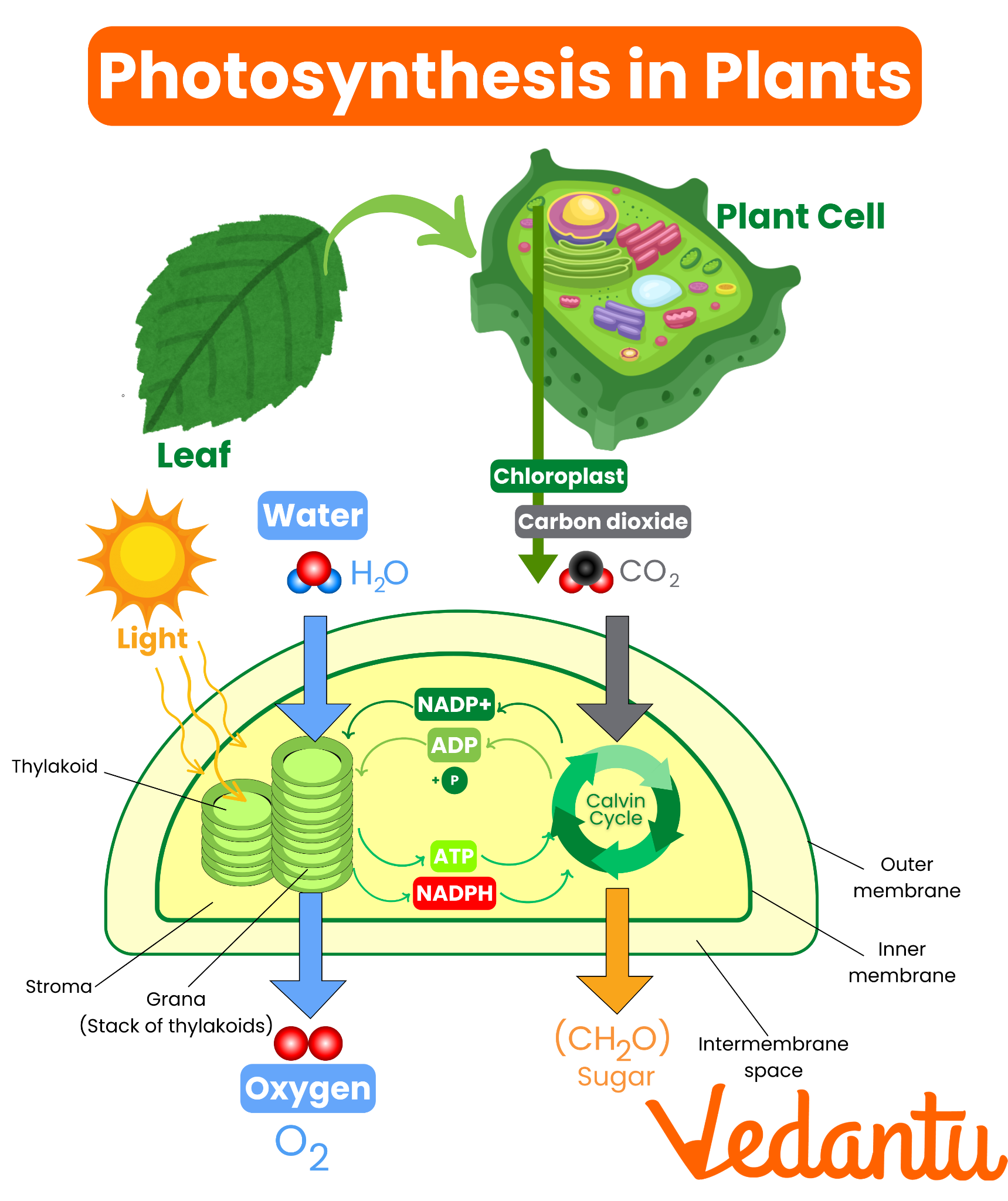 Photosynthesis diagram